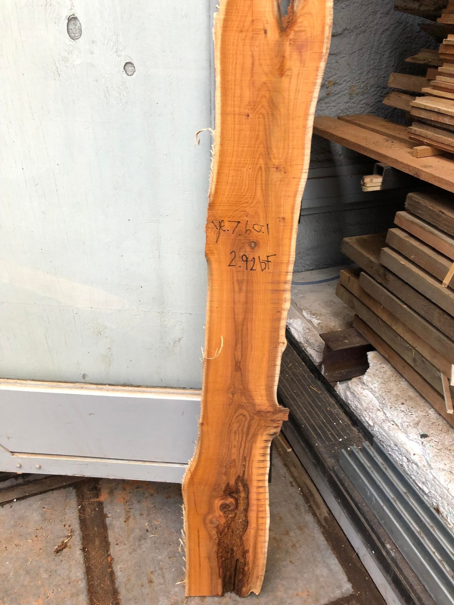 Pacific Yew